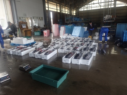 マグロ荷さばき