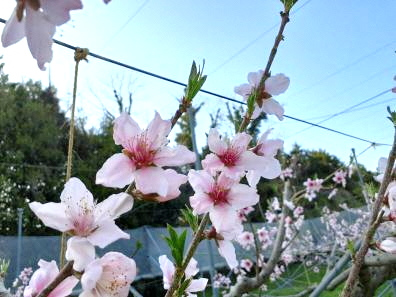 桃の花