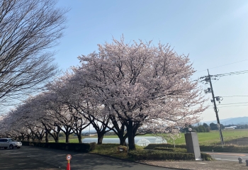 桜（駐車場付近）