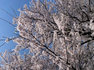 桜満開２