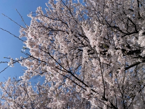 桜満開2