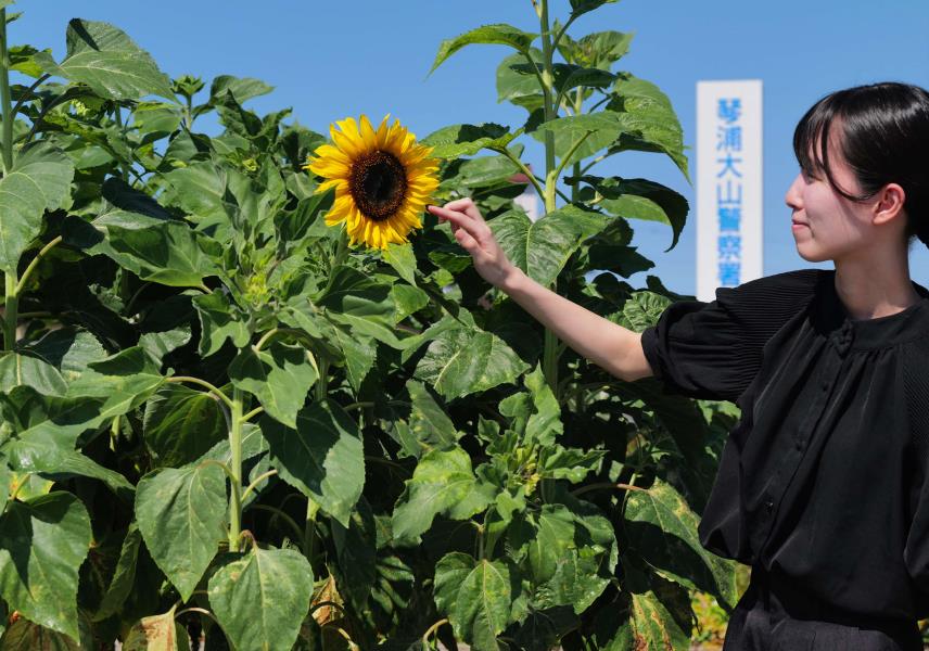ひまわりの絆プロジェクト