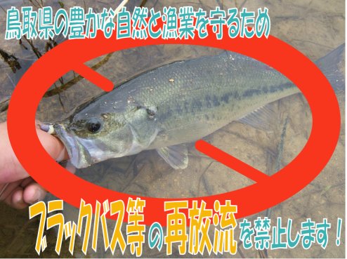 外来魚の再放流禁止