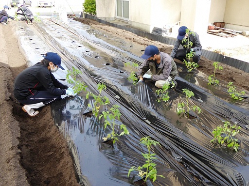 夏野菜苗植え