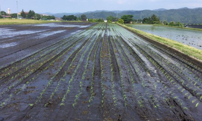 水稲苗 まっすぐに植えられた水稲苗