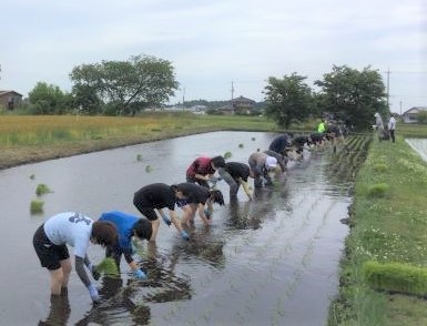 みんなで一列に並んで苗を手植えしています