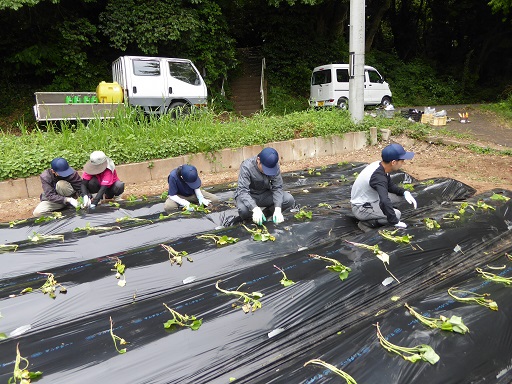 決められた間隔で苗植え