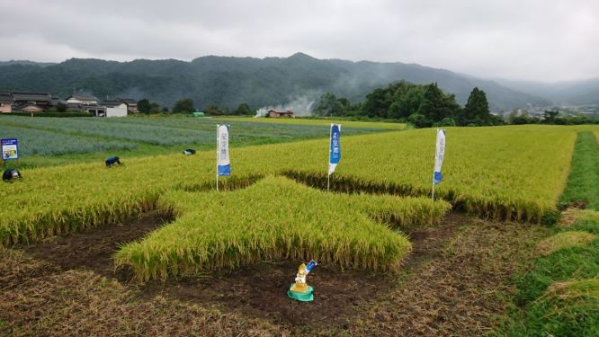 星形に実った星空舞