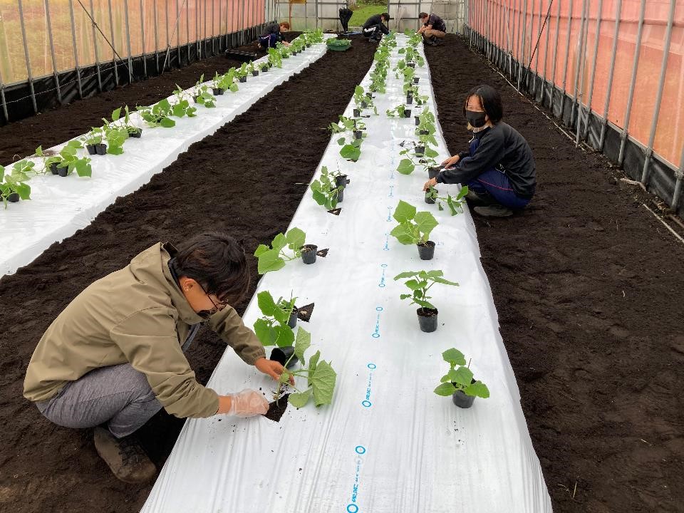 【野菜コース】秋冬野菜準備の様子その1 ～ハウス編～/とりネット/鳥取県公式サイト