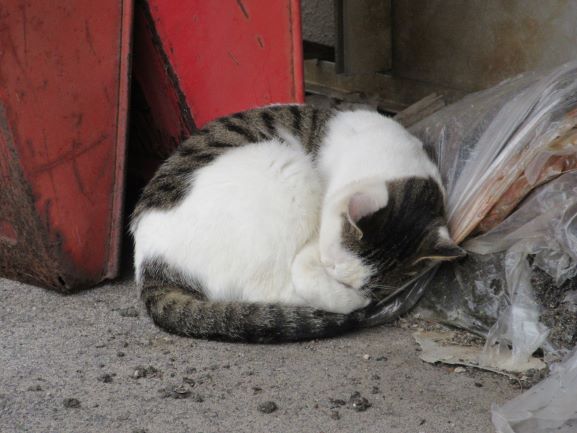 菅沢ダムの眠り猫