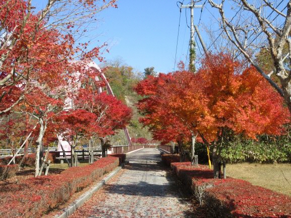 菅沢ダムの本山橋のたもとの紅葉