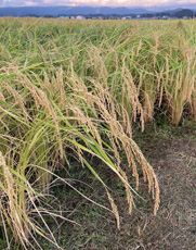 強力米の稲の写真