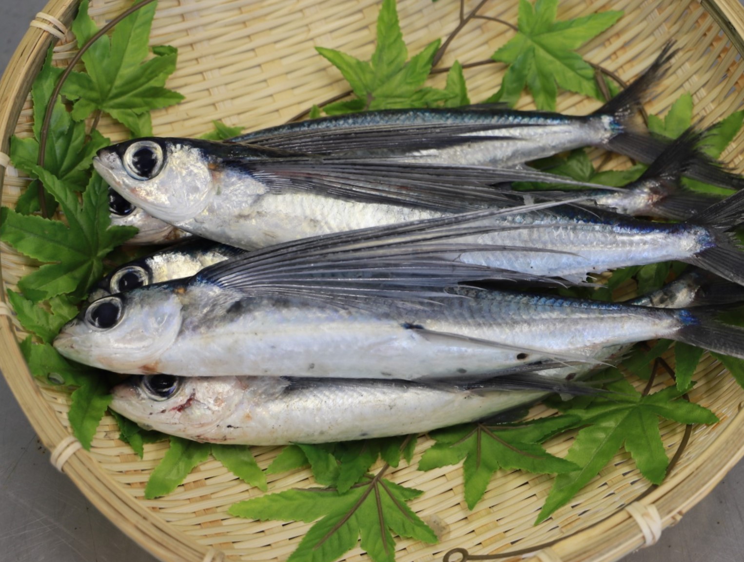 あご(とびうお)/とりネット/鳥取県公式サイト