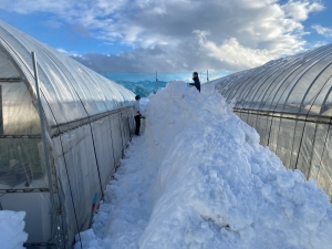 雪3