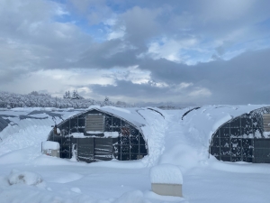 大雪