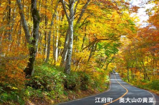江府町のブナ林