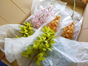 シンビジウム2
