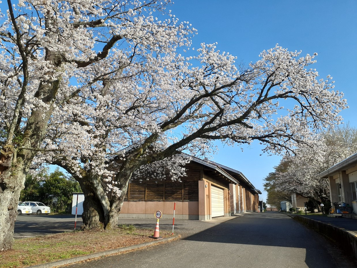 桜2