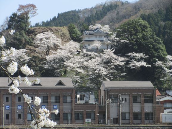 江尾城の桜