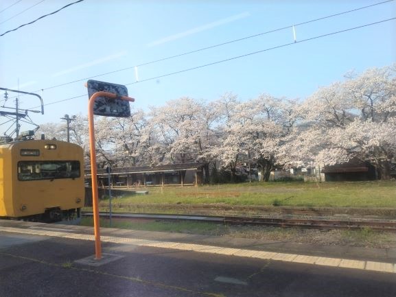 伯耆溝口駅の桜