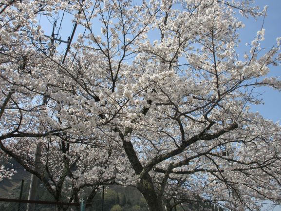 上の段広場の桜の拡大図