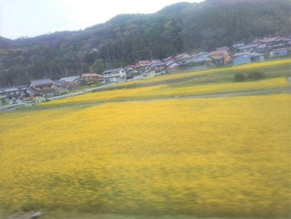 岸本駅近くの菜の花畑