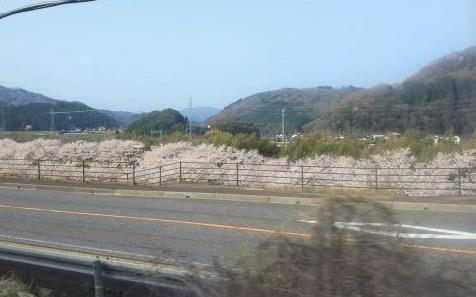 ささふく水辺公園の桜