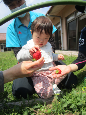 大きなイチゴを持っている