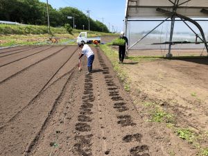 スイートコーンの定植穴を開ける写真