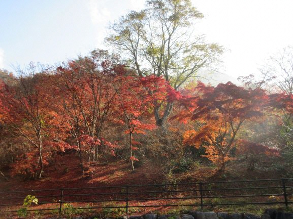 滝山公園の外から見える真っ赤な紅葉