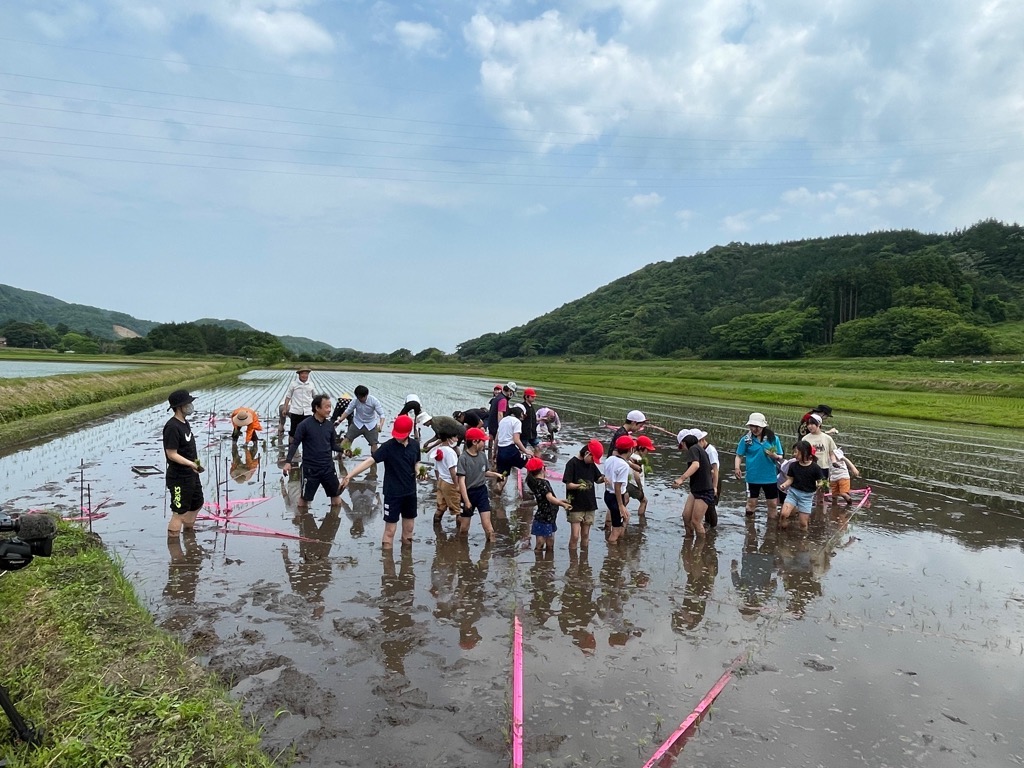 田植え