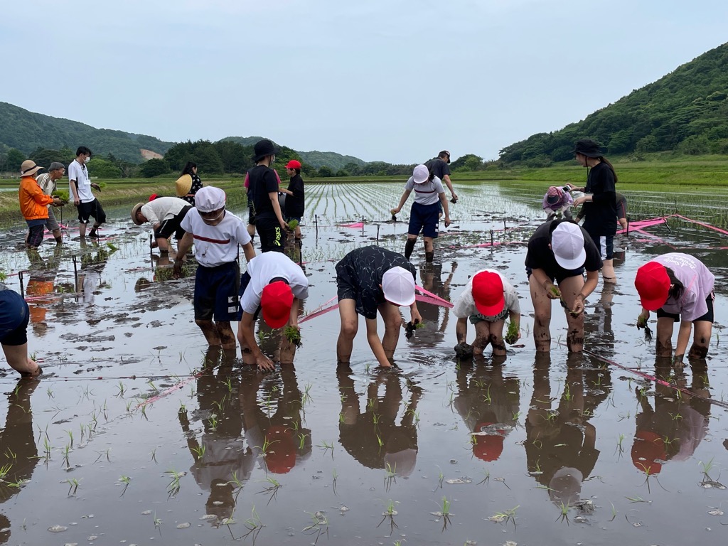 田植え