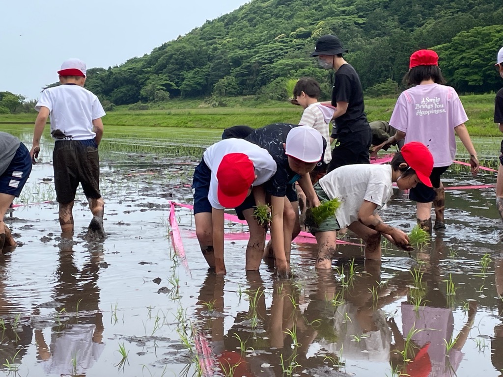 田植え