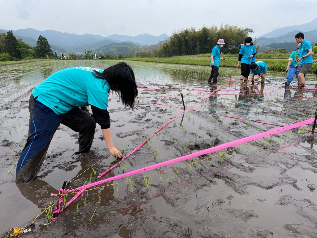 田植え