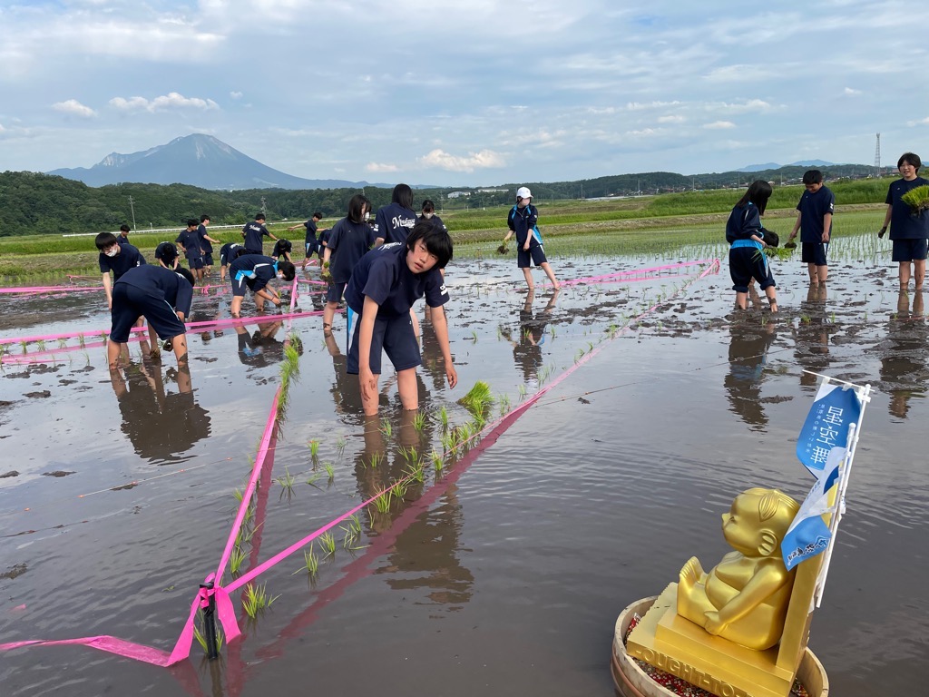 田植え