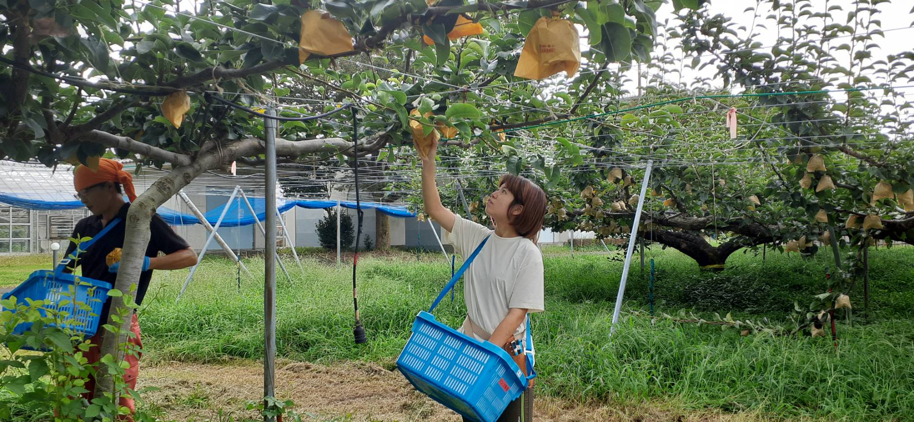 新甘泉収穫