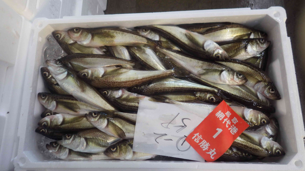 ハタハタ1番