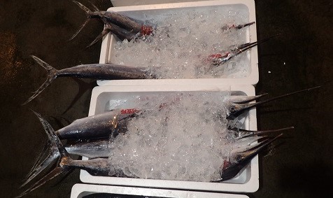 バショウカジキ