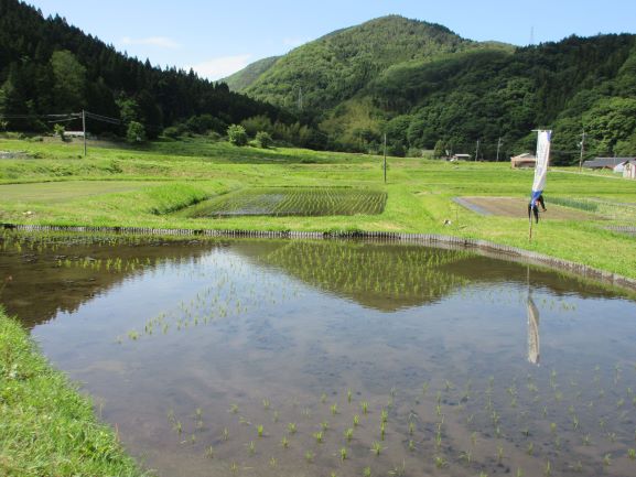 植えたばかりの星形田んぼ