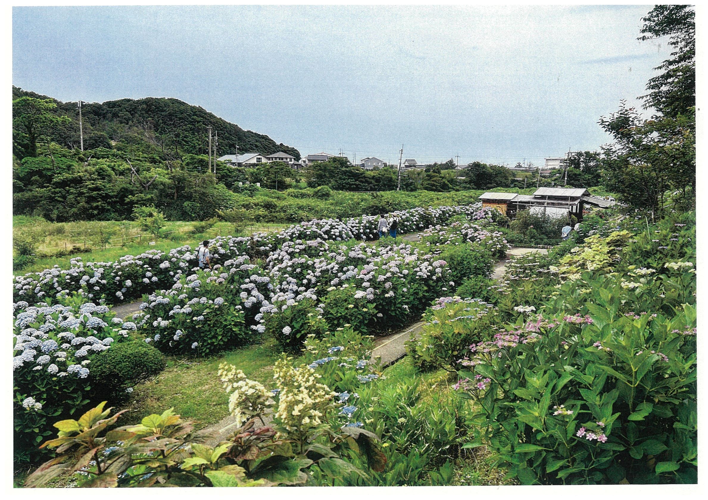 美萩野あじさい公園愛護会