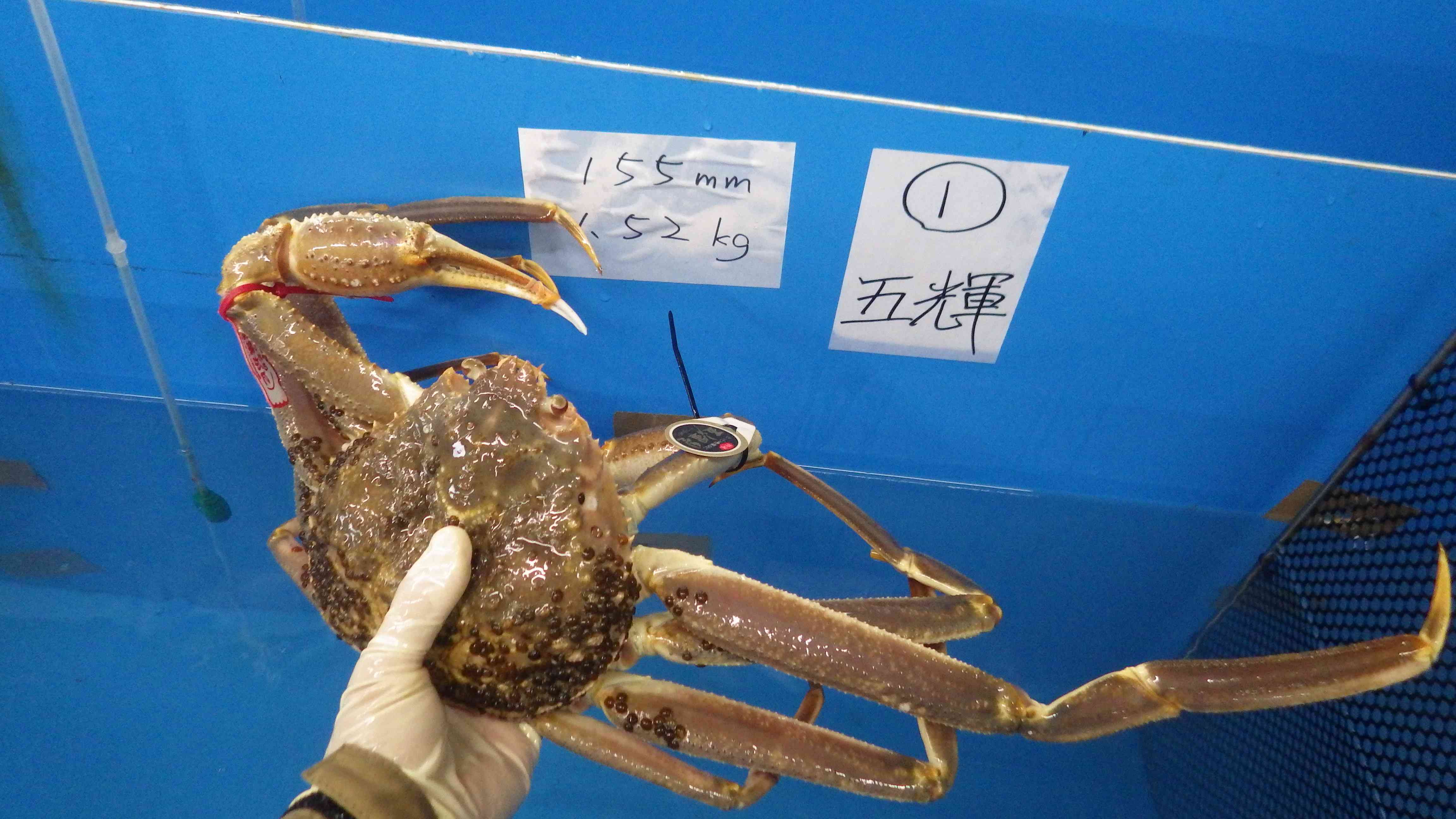 2023年11月6-7日（2023年ズワイガニ漁解禁時の市場調査）/とりネット/鳥取県公式サイト