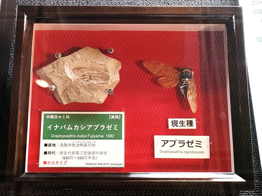 展示風景
