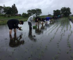 1年生全員で手で田植え