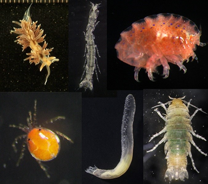 顕微鏡で海の昆虫採集