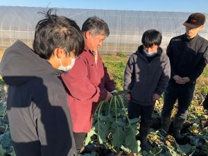 ブロッコリーの収穫の仕方を習う