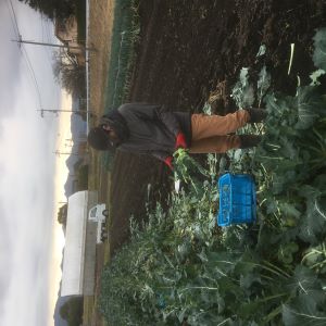 寒い中でのブロッコリーの収穫