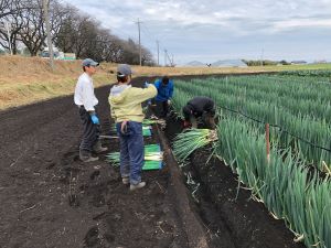 ネギの堀取りを習う