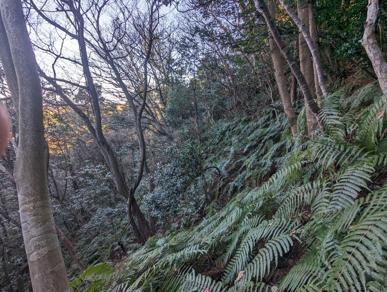 写真１：斜面部の様子