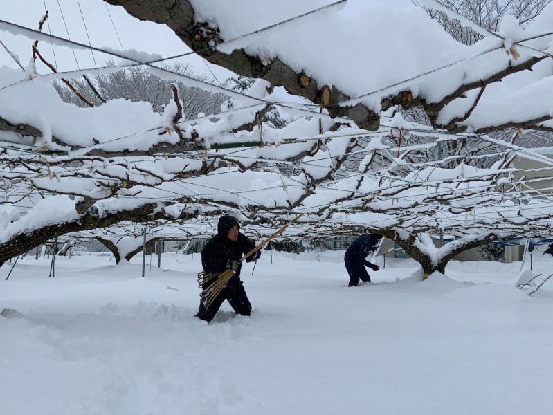 果樹雪下ろし