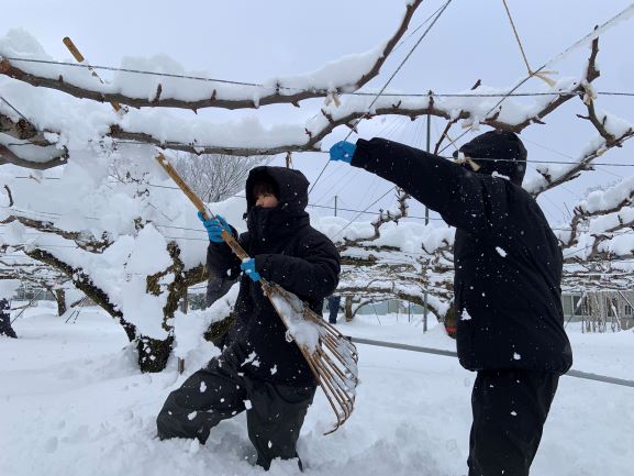 果樹雪下ろし